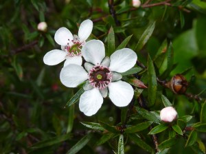 manuka