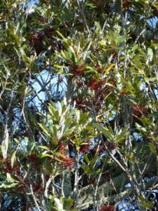 Knightia excelsa, rewarewa