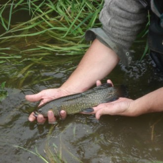 Giant Kokopu Waituna