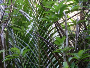 Rhopalostylis sapida, nikau
