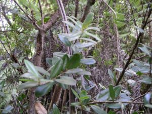Metrosideros excelsa, pohutukawa