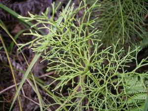 Lycopodium deuterodensum club moss