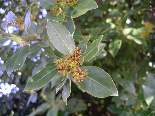 Rhamnus alaternus (evergreen buckthorn)