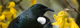 Tui
