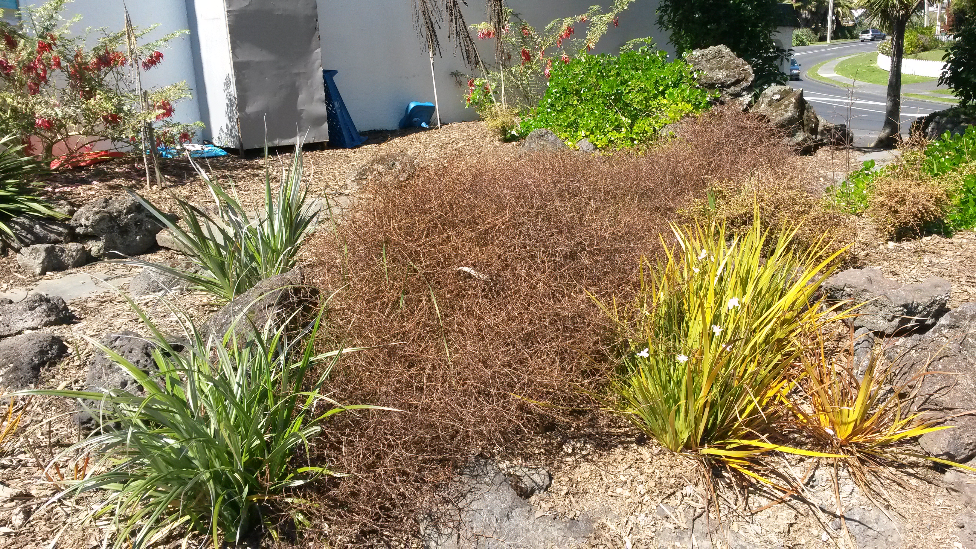 1509 dairy garden (4)